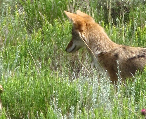 Coyote (Canis latrans) Fixin' to Vole Pounce in Black Canyon of the Gunnison National Park CO