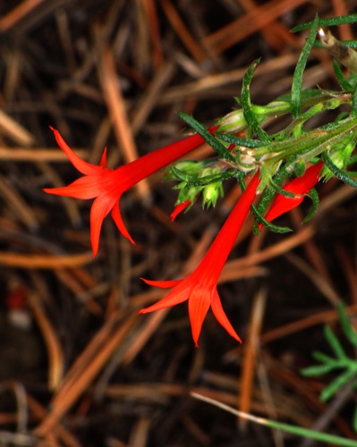 Scarlet Gilia (Ipomopsis aggregata) and Pine Needles in Black Canyon of the Gunnison National Park CO