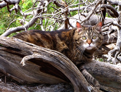 Furry Purry in the Pinions in Black Canyon of the Gunnison National Park CO