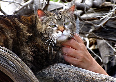 Furry Purry in the Pinions with a Rub in Black Canyon of the Gunnison National Park CO