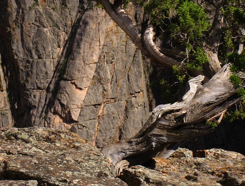 Near Trunk and Far Wall in Black Canyon of the Gunnison National Park CO