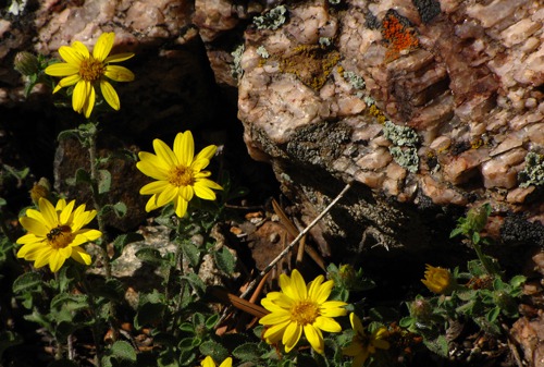 Yellow Flowers with Bug and Lichen and Quartz in Black Canyon of the Gunnison National Park CO