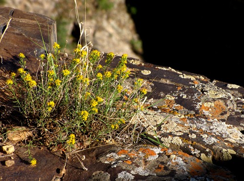 Broom Snakeweed (Gutierrezia sarothrae) at Cliff Edge in Black Canyon of the Gunnison National Park CO