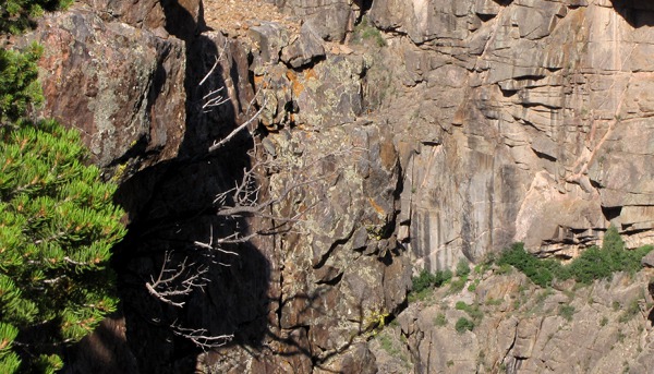 Tree Out of Shadow and Canyon Wall in Black Canyon of the Gunnison National Park CO
