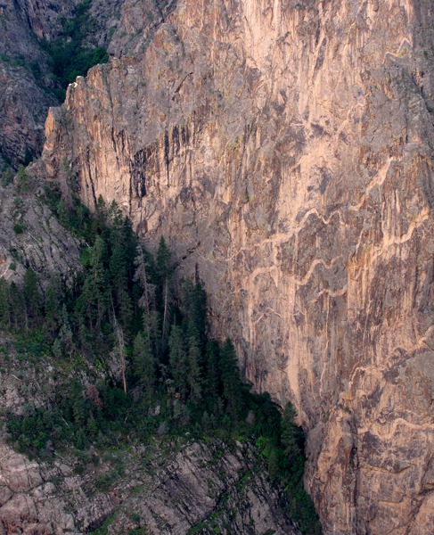 Trees Find Shelf Foothold in Black Canyon of the Gunnison National Park CO