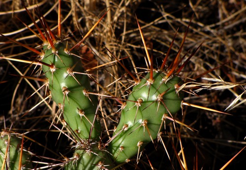 Prickly Pear Cactus (Opuntia phaeacantha) on the Rim in Black Canyon of the Gunnison National Park CO