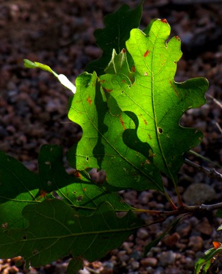Low Light Through Oak Leaf