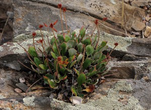 Redroot Buckwheat (Eriogonum racemosum) Plant Survives In Solid Rock