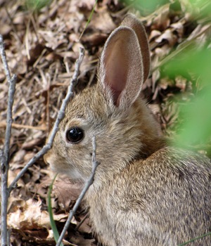Mountain Cottontail (Sylvilagus nuttallii) Chewing A Grass Stem