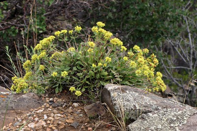 Sulphur Buckwheat (Eriogonum umbellatum) on the Canyon Rim 