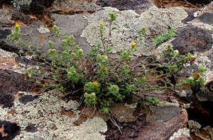 Trailside Plant Grows Out of Lichen Rock