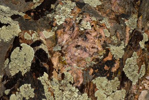 Pink Quartz With Lichen 