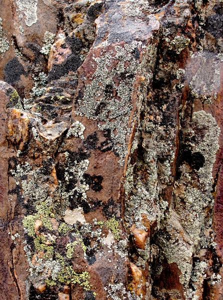 Trailside Rock With Lichen