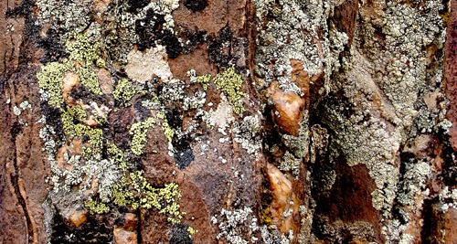 Lichen Grows on Rocks