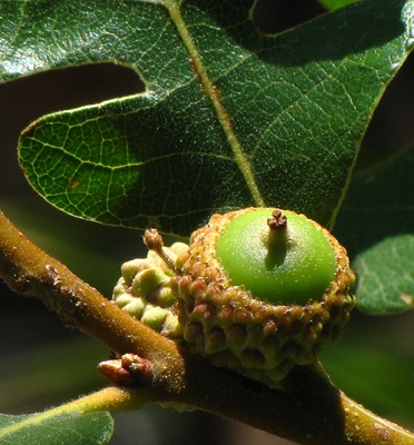 Acorn on Gambrel Oak (Quercus gambelii)