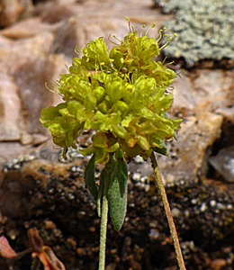 Sulphur Buckwheat (Eriogonum umbellatum) and Lichen Rock