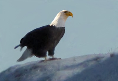 Christmas Eagle Outside Beulah WY