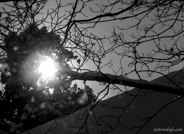 Sun Flare Through Leafless Maple
