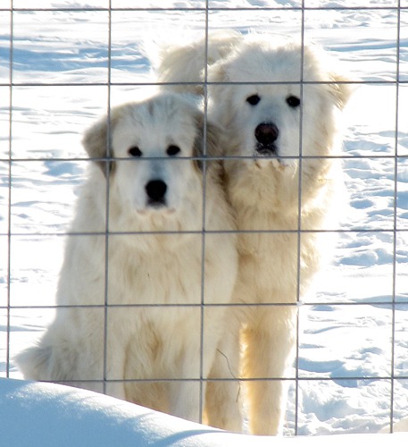 Snow-White Dogs in Snow