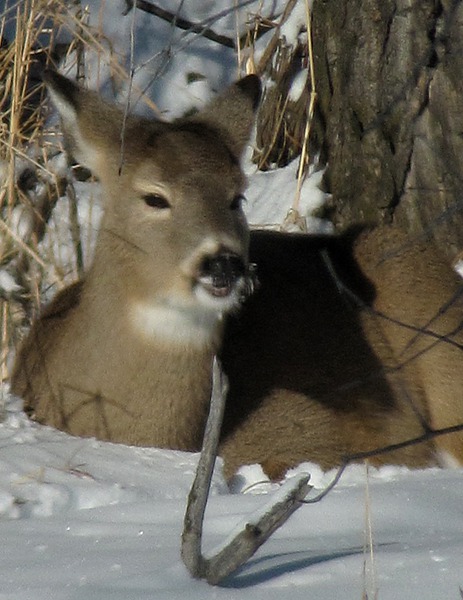 Bedded White Tail Deer in a Snow Nest