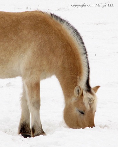 Blonde Horse Finds a Morsel in a Snowy Pasture