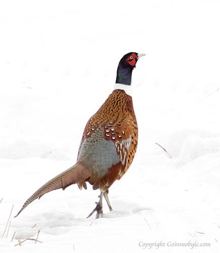 Pheasant Rooster Struts Through the Snow