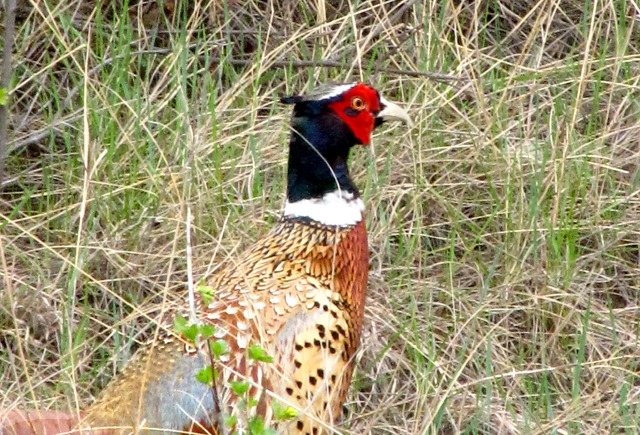 A Pheasant Rooster Skulks in Roadside Grass