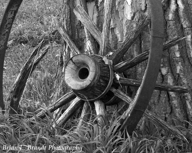 Old Wooden Wagon Wheel Rests on a Cottonwood