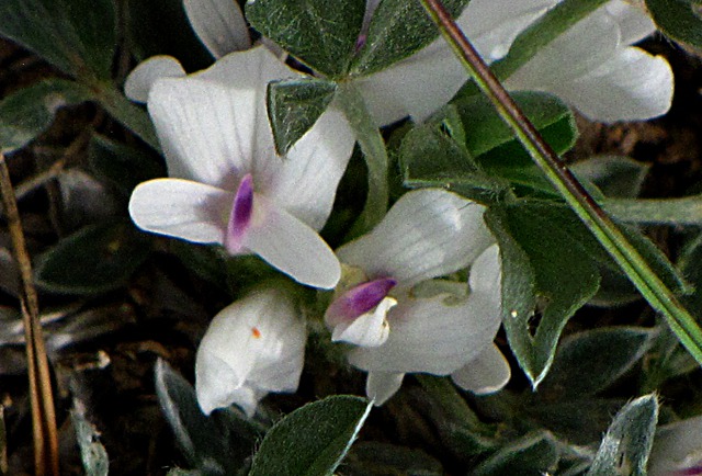 Plains Milkvetch (Astragalus gilviflorus)