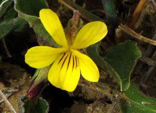 Nuttall's Violet (Viola nuttallii)