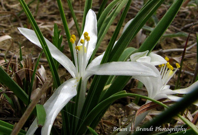Star Lily (Leucocrinum montanum)