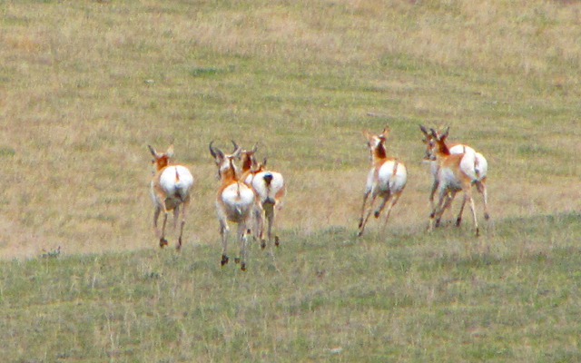 West End of Rapidly East-Bound Pronghorn (Antelope)
