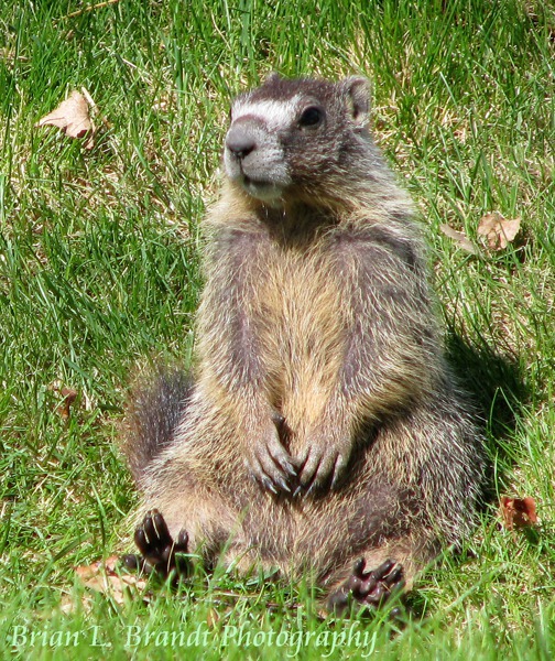Furry Spots a Marmot Buddha