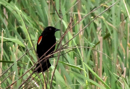 Lakeside Red-winged Blackbird (Agelaius phoeniceus)