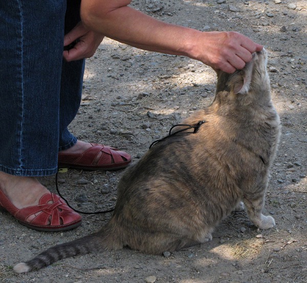 Good-Kitty-on-the-Leash Petting