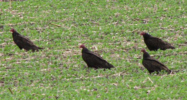 Four Turkey Vultures (Cathartes aura) in a Field