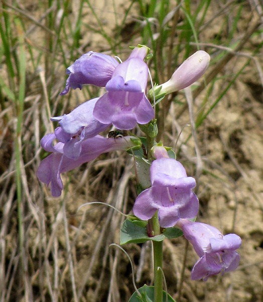 Shell Leaf Penstemon (Penstemon grandiflorus) in a Road Cut 