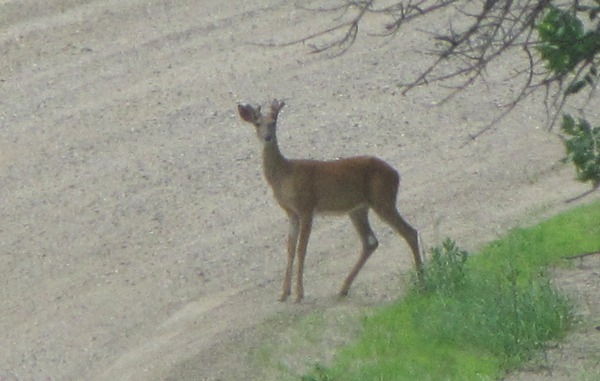 White-tailed Buck (Odocoileus virginianus) in the Road Ahead