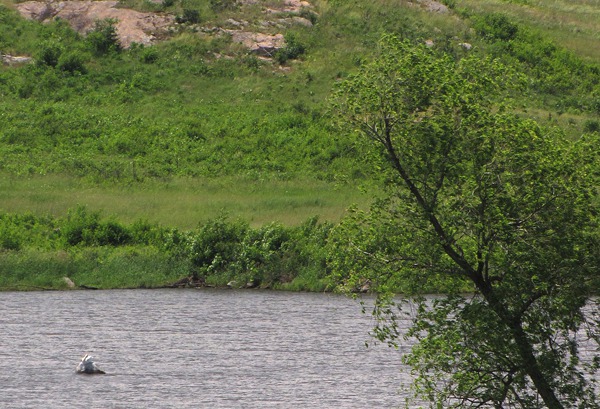 American White Pelican (Pelecanus erythrorhynchos) on a Rock in a Pond