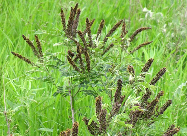 Lead Plant (Amorpha canescens) Cluster