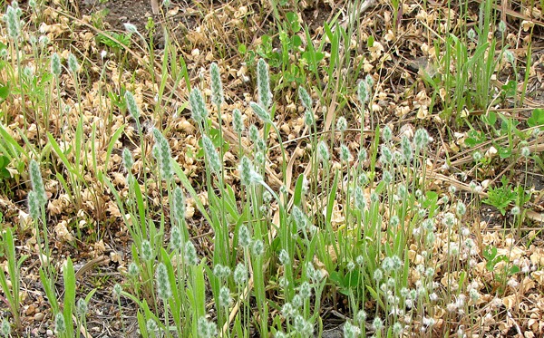 Woolly Plantain (Plantago patagonica) 