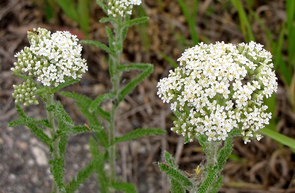 Common Yarrow (Achillea millefolium) with Hover Fly