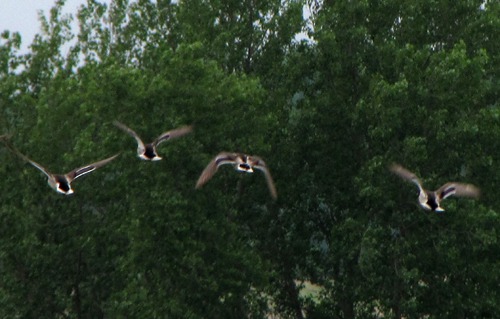 Mallards (Anas platyrhynchos) Take Flight
