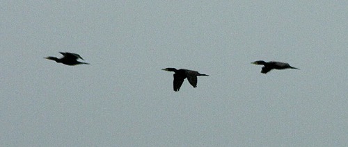 Double-Crested Cormorant (Phalacrocorax auritus) Fly-Over