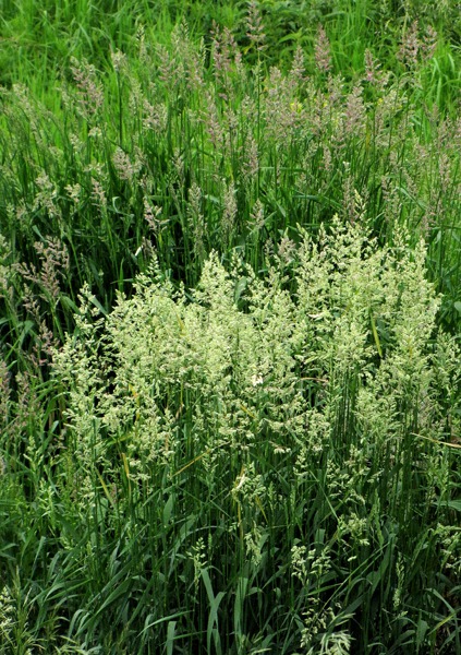 June Grass (Koeleria macrantha) on the Northern Prairie Tallgrass National Wildlife Refuge