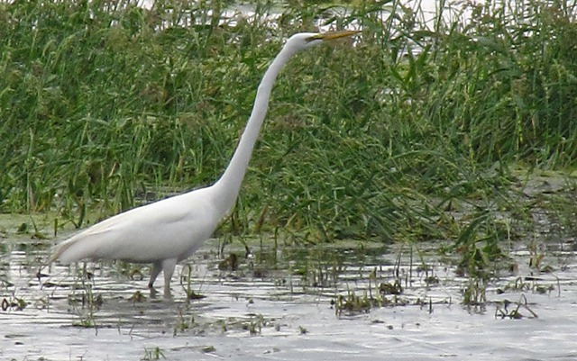 Great Egret (Ardea alba) Hunts Big Sioux River Shallows