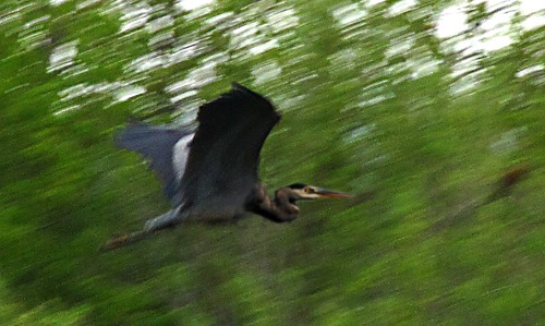 Great Blue Heron (Ardea herodias) in Flight Near the Big Sioux River