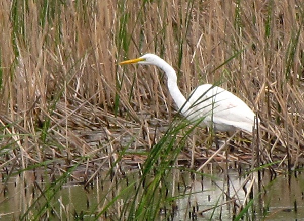 Great Egret (Ardea alba) in the Tall Rushes