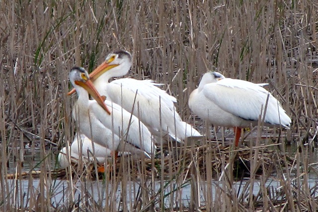 American White Pelican (Pelecanus erythrorhynchos) in the Tall Rushes