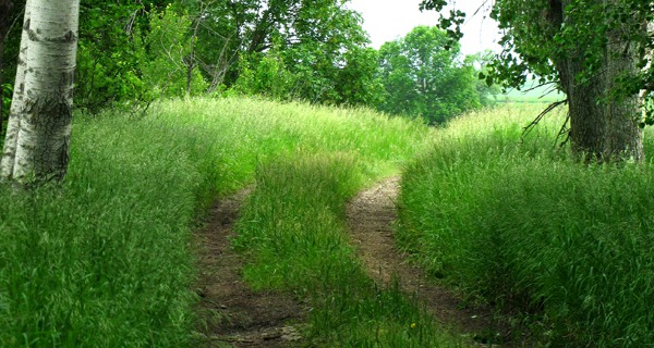 Path through the Grass